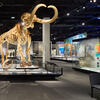 RoyalAlbertaMuseum_GridSize-03_2270x2270